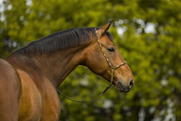 Portrait of a bay Warmblood gelding with halter