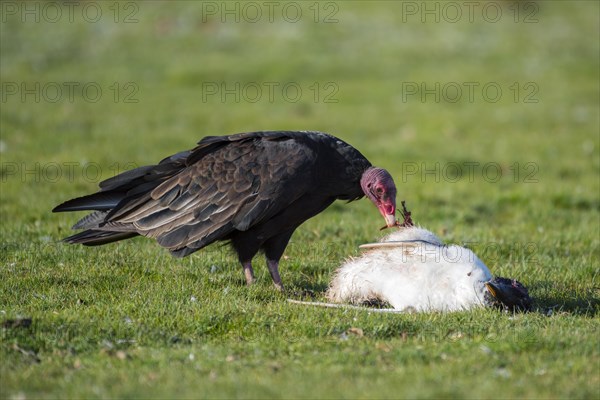 Turkey vulture