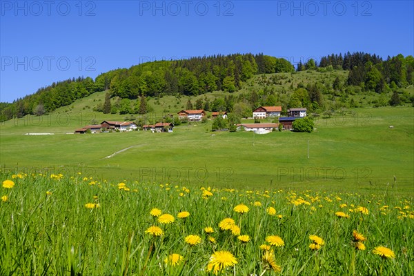 Dandelion meadow