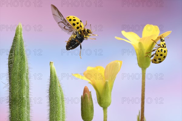 22-spot ladybird