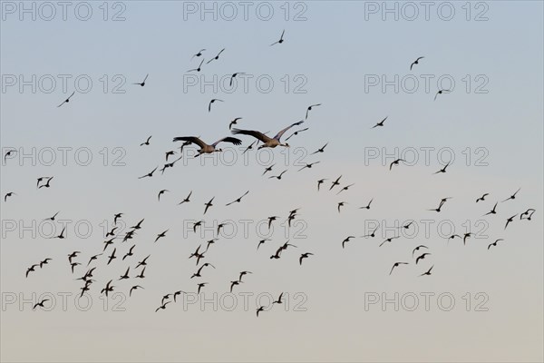 Common crane