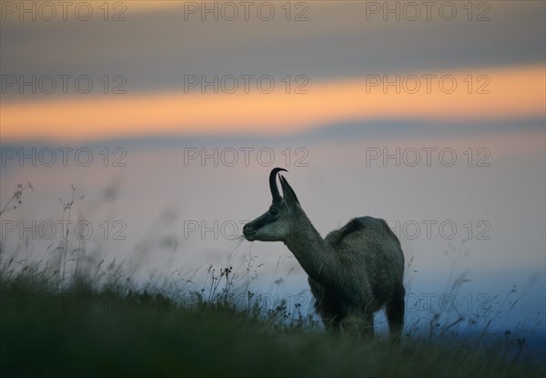 Chamois