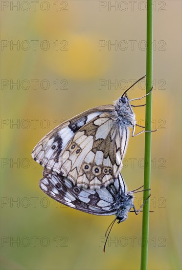 Chessboard butterfly