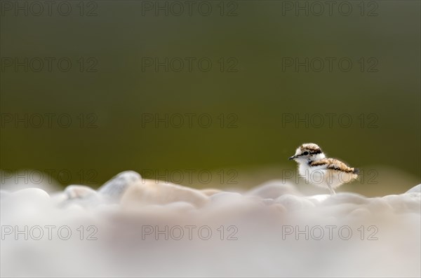 Little Ringed Plover