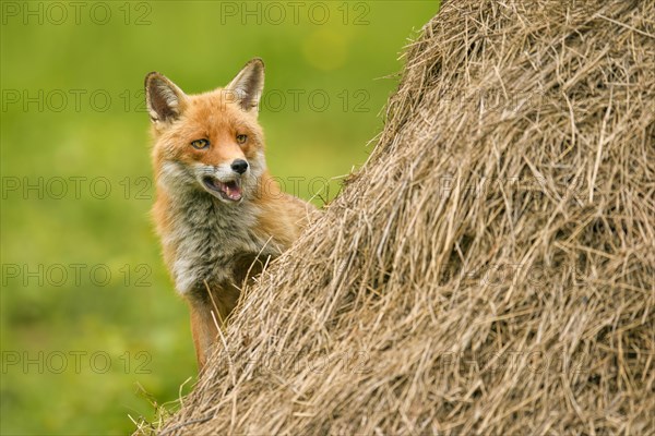 Red fox