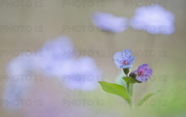 Common lungwort