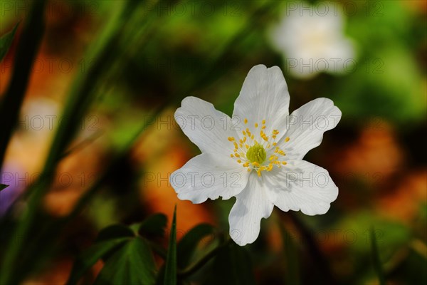 Wood anemones