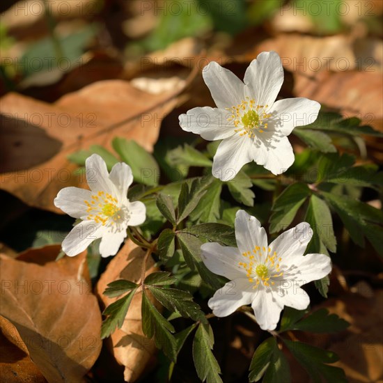 Wood anemones