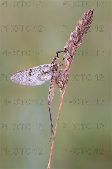 Mayfly