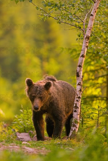 Brown bear