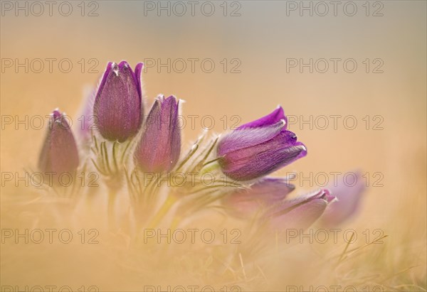 Pasque flowers