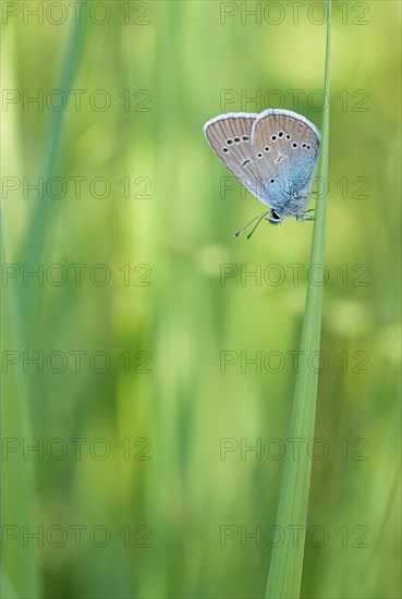 Gossamer winged butterfly