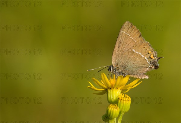 Sloe hairstreak