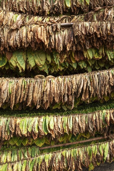 Cultivated tobacco