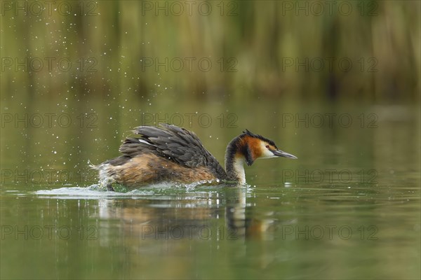 Great crested grebe