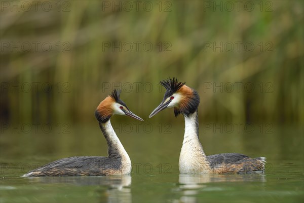 Great crested grebes