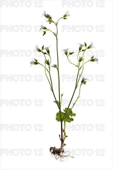 Meadow saxifrage