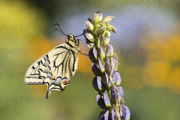 Swallowtail