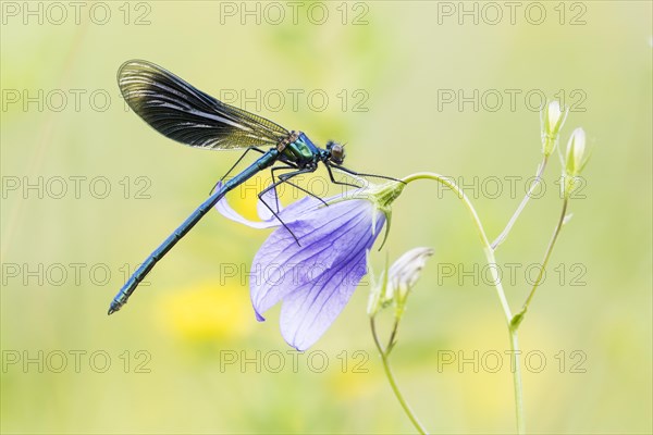 Banded demoiselle