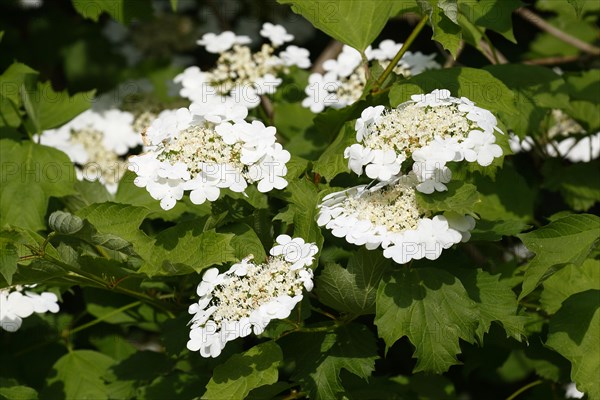 Guelder rose