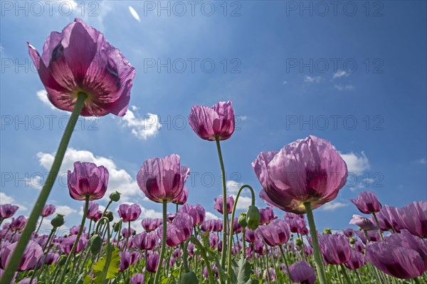 Opium poppy