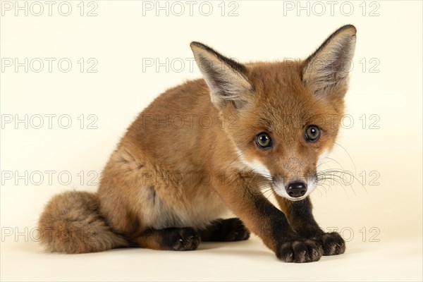 Red fox