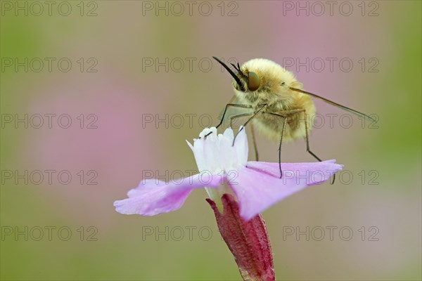 Bee fly