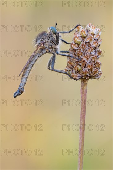 Robber fly