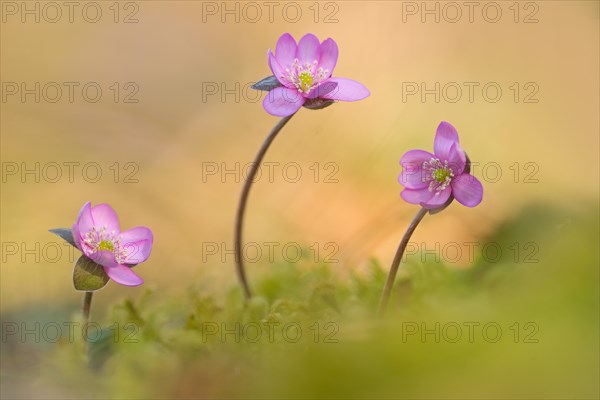 Liverwort