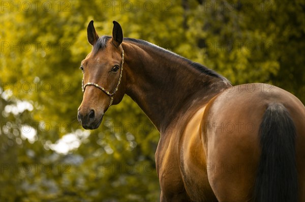 Portrait of a bay Warmblood gelding with halter