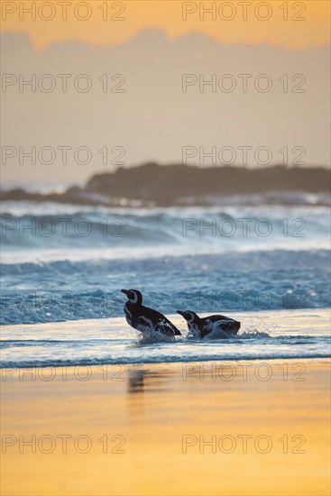 Magellanic penguins