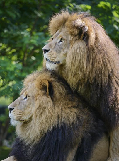 Kalahari lions