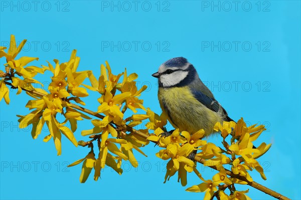 Blue tit