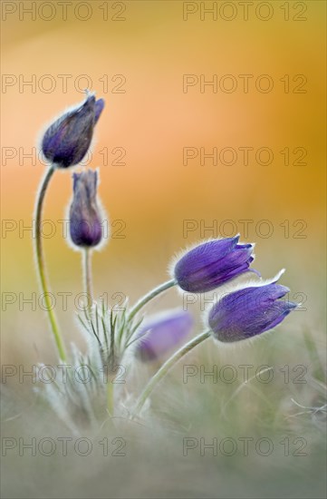 Pasque flowers