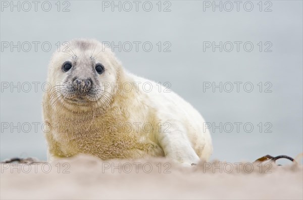 Grey seal