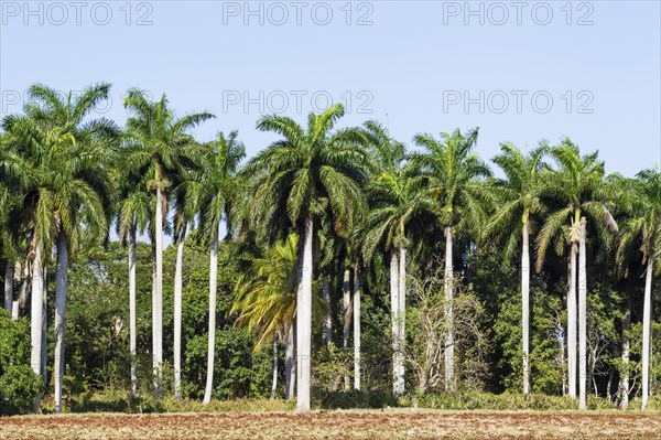 Royal palms