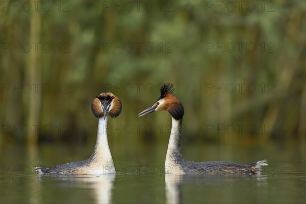 Great crested grebes