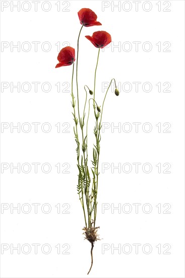 Corn poppies