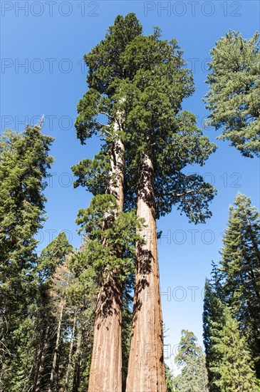 Giant sequoias