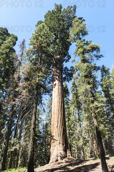 Giant sequoia