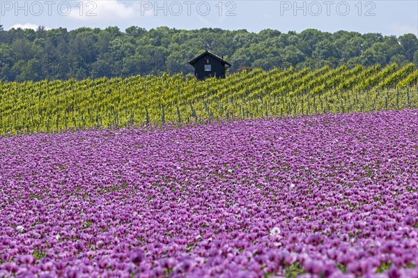 Opium poppy