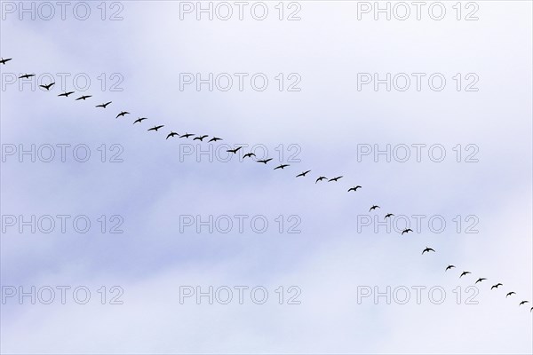 Canada goose