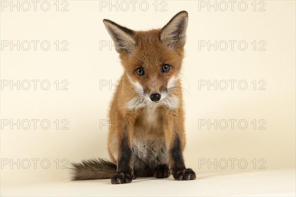 Red fox