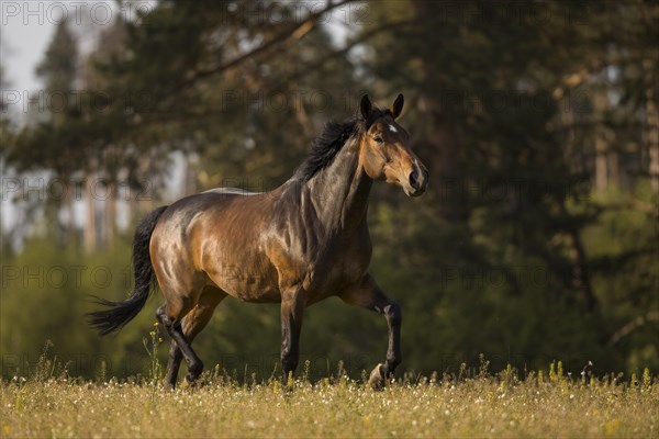 Brown Holstein mare in trot on the pasture