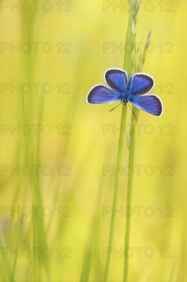 Common blue butterfly