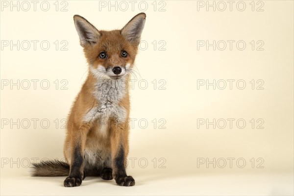 Red fox