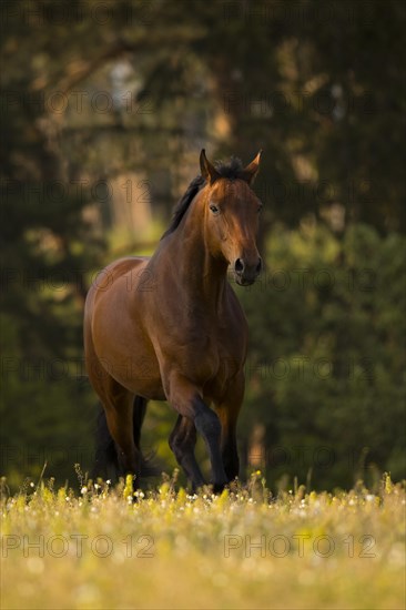 Brown Warmblood gelding at trot on the meadow