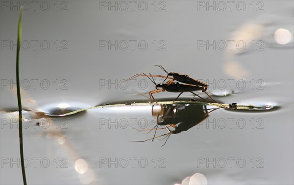 Common pond skater