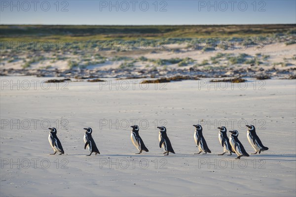 Magellanic penguins