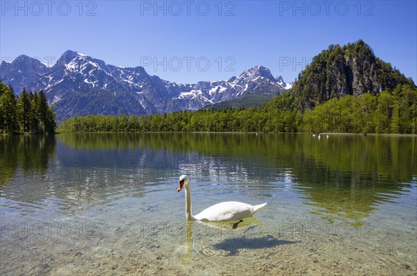 Mute swan